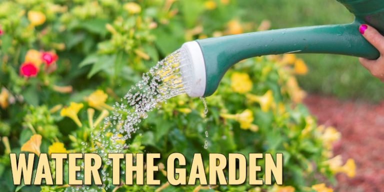 Water the garden blog head image