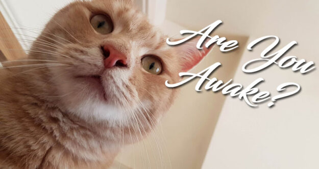 are-you-awake Blog Head Image