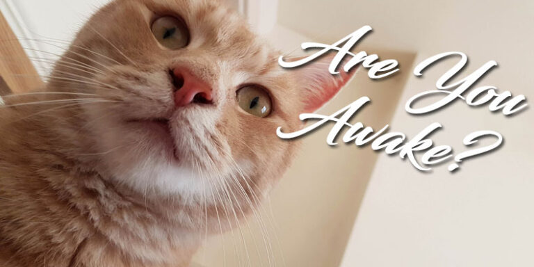 are-you-awake Blog Head Image